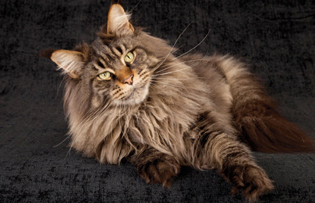 Maine Coon Grooming Tips