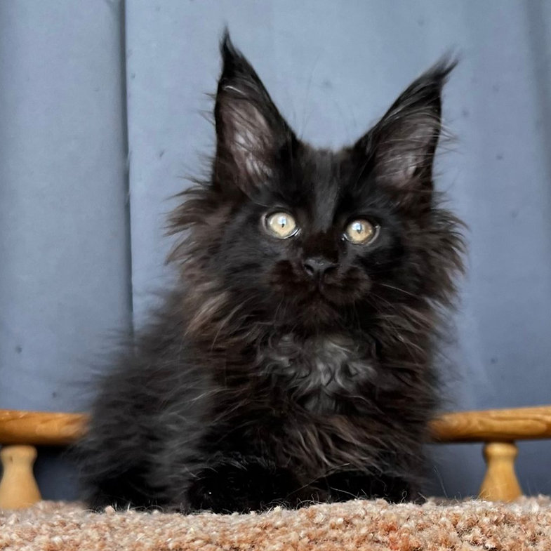 maine coon cats for sale