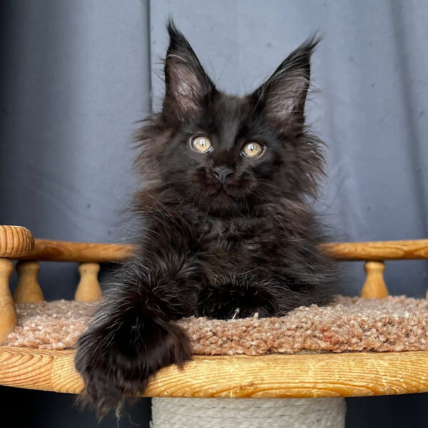 maine coon cats for sale