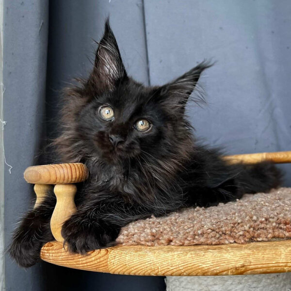 maine coon cats for sale