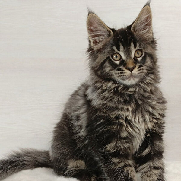 maine coon kittens kent