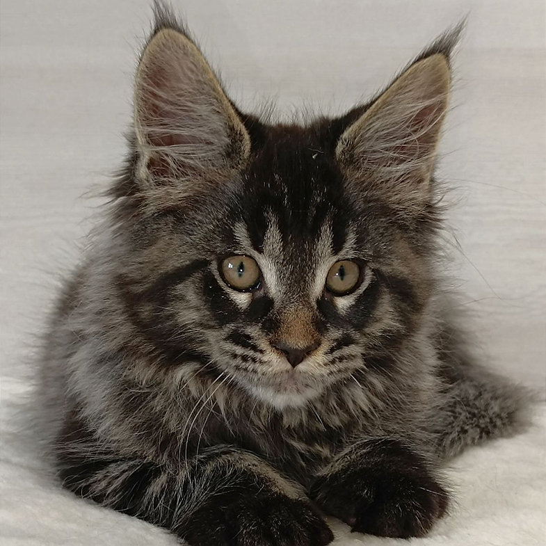 maine coon kittens kent