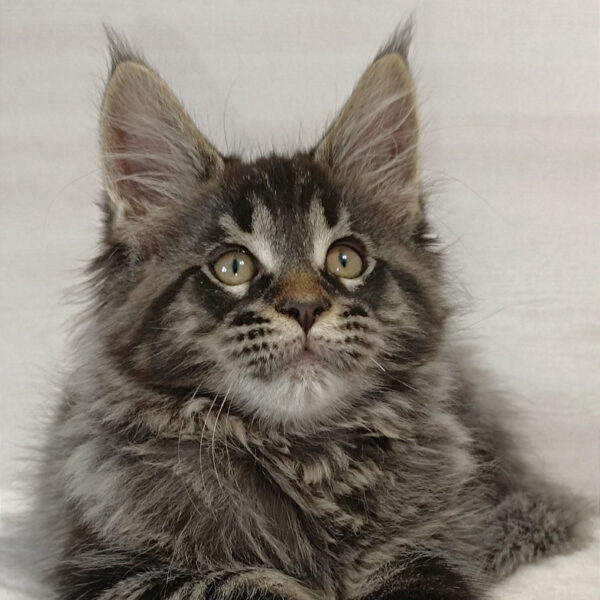 maine coon kittens kent