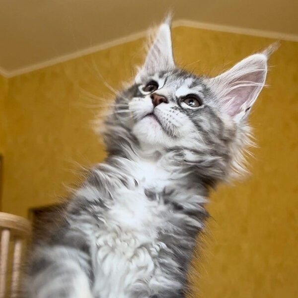 Maine Coon kittens for sale Scotland