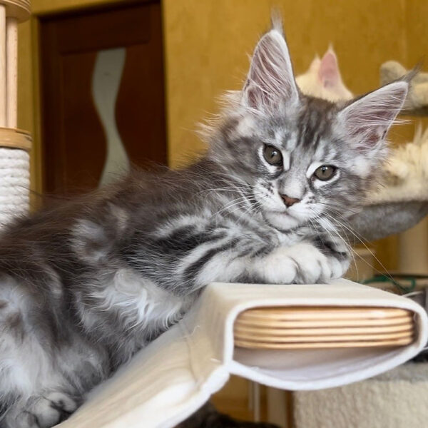 Maine Coon kittens for sale Scotland