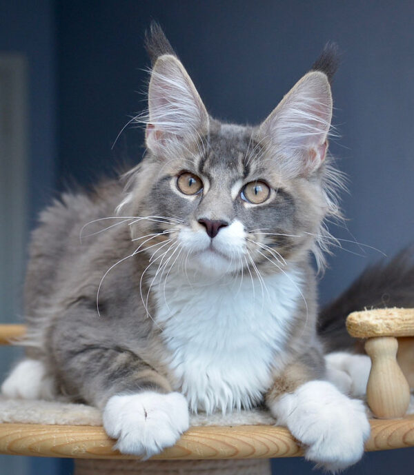 maine coon cat uk