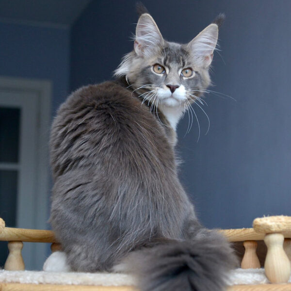 maine coon cat uk