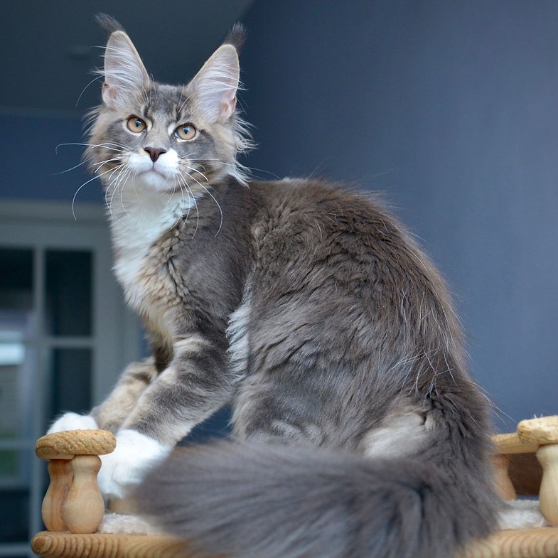 maine coon cat uk