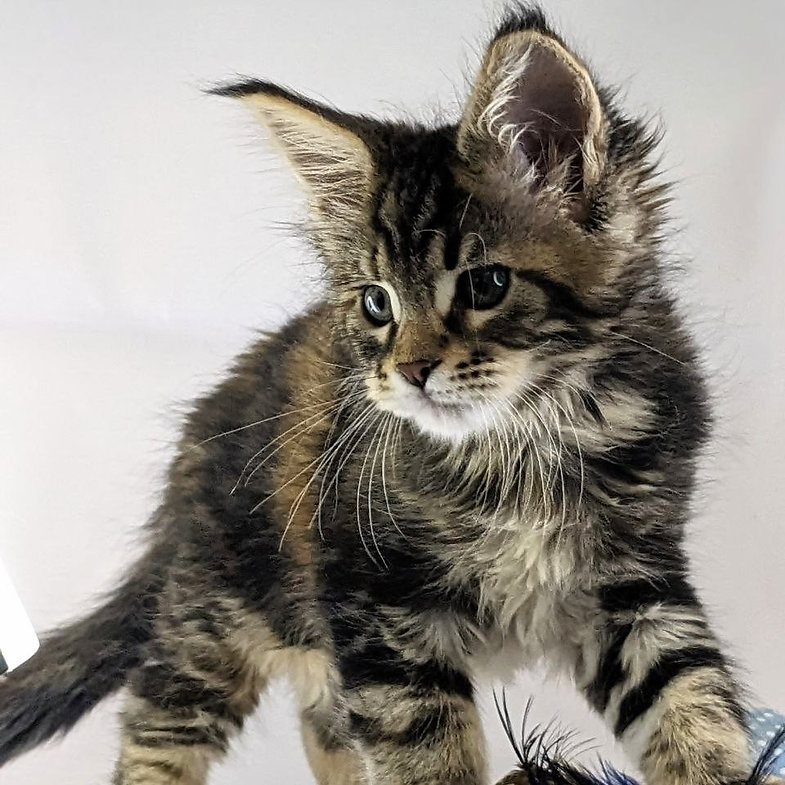 maine coon kittens for sale london