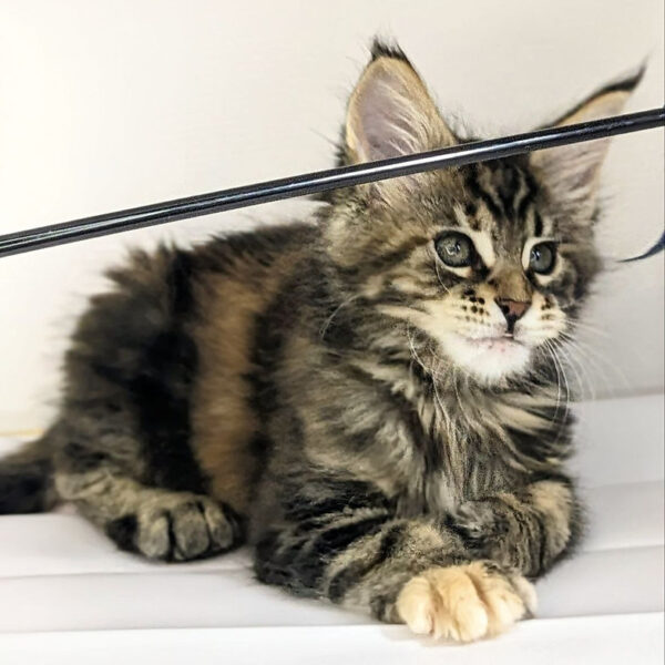 maine coon kittens for sale london