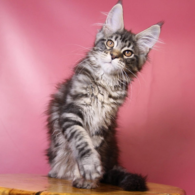 maine coon kitten for sale