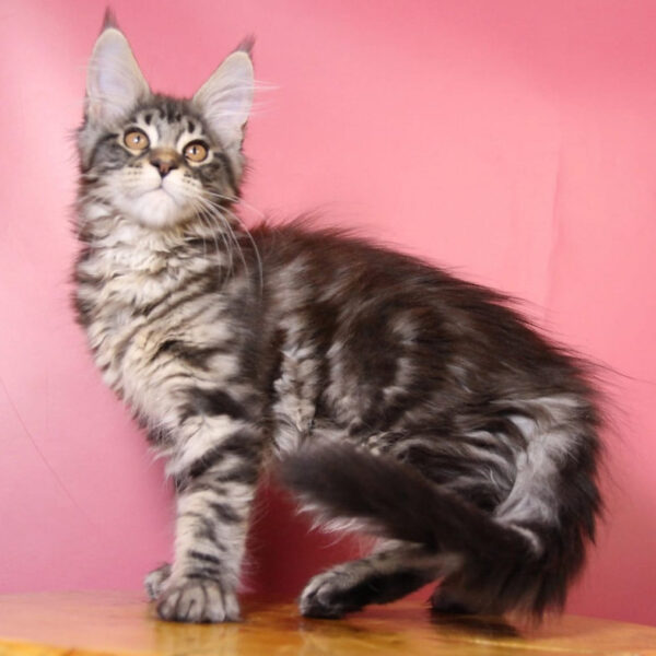 maine coon kitten for sale