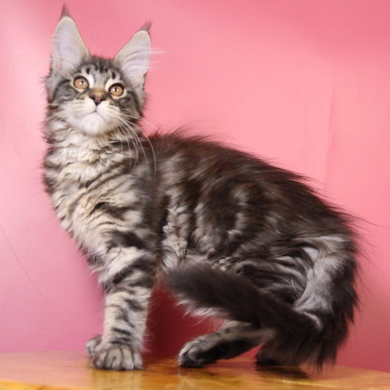 maine coon kitten for sale