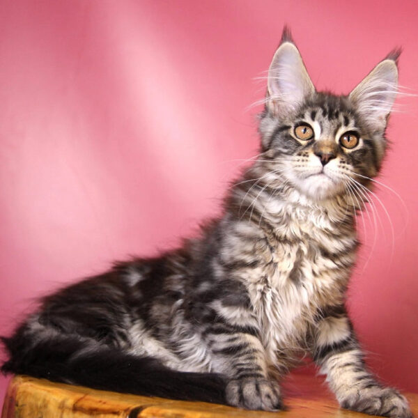 maine coon kitten for sale