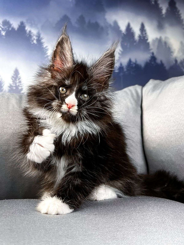 maine coon cat for sale