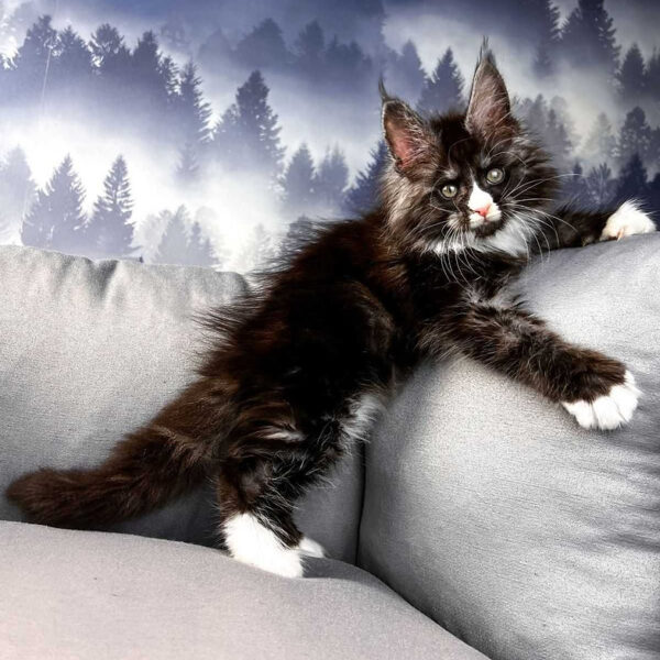 maine coon cat for sale