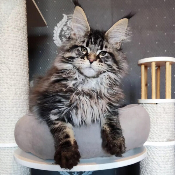 maine coon adoption