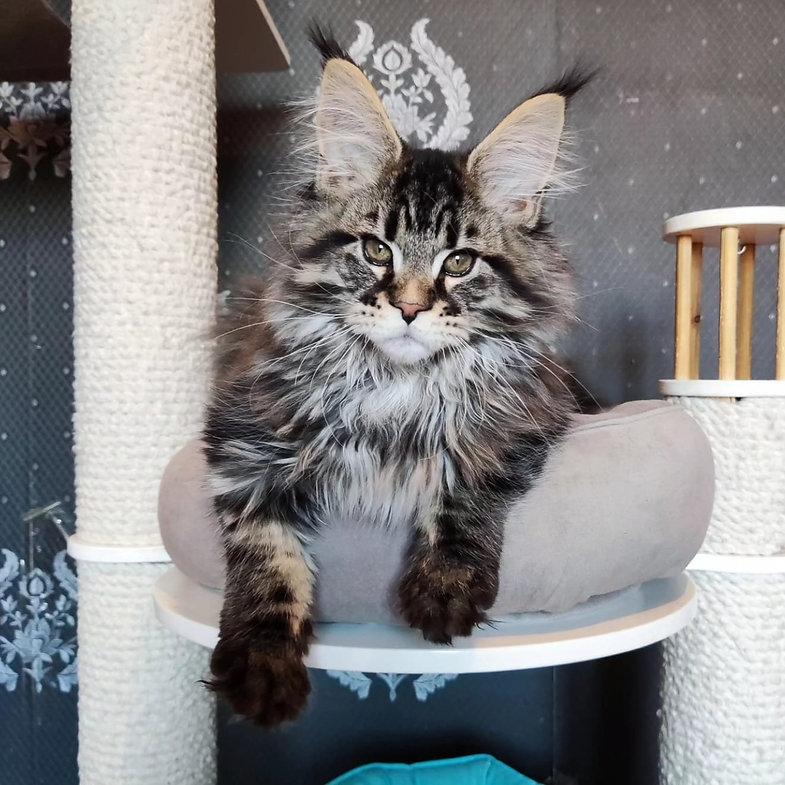 maine coon adoption