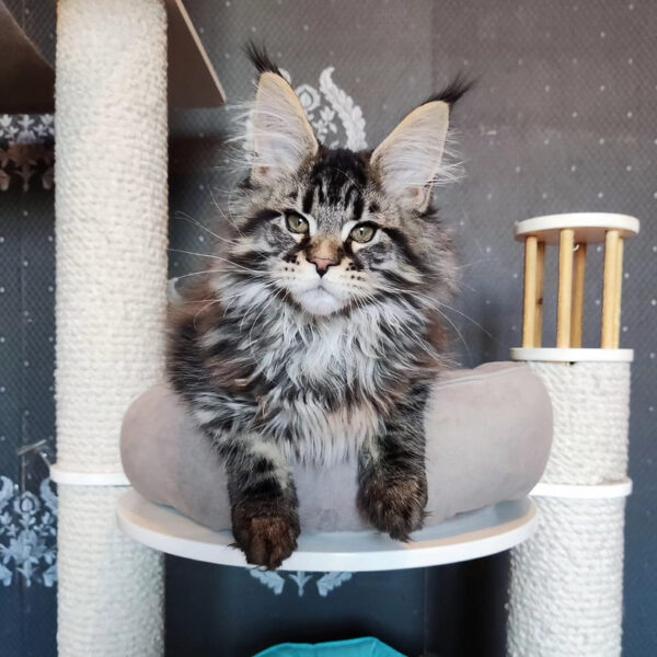 maine coon adoption