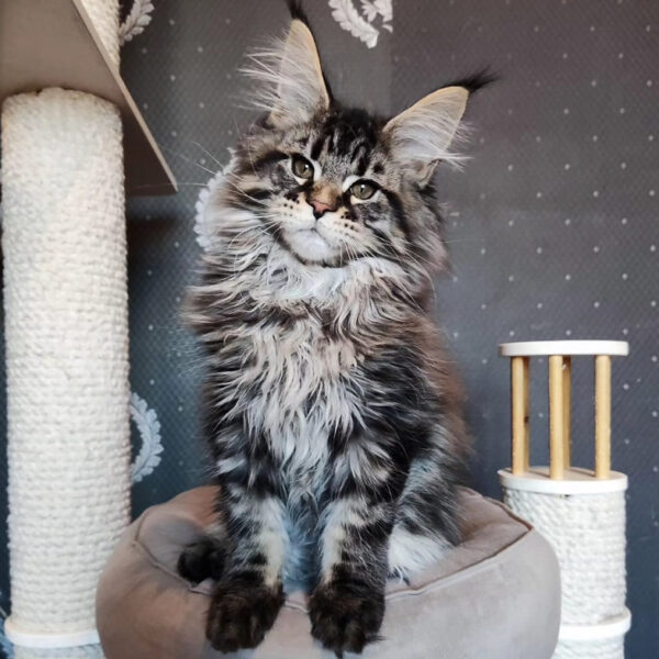 maine coon adoption