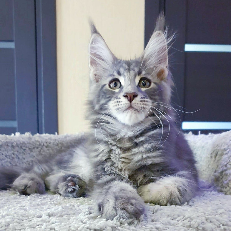 maine coon cats for sale uk