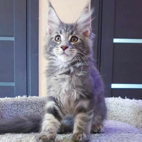 maine coon cats for sale uk