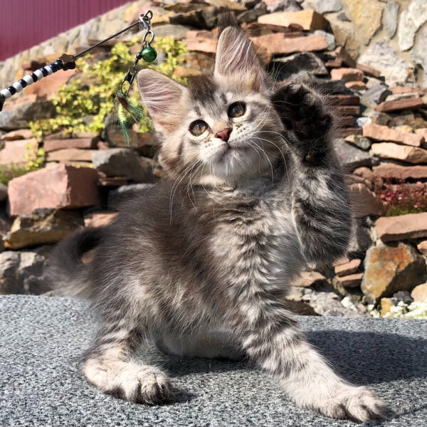 maine coon cats uk