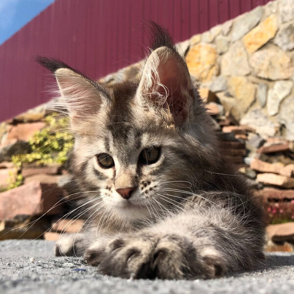 maine coon cats uk