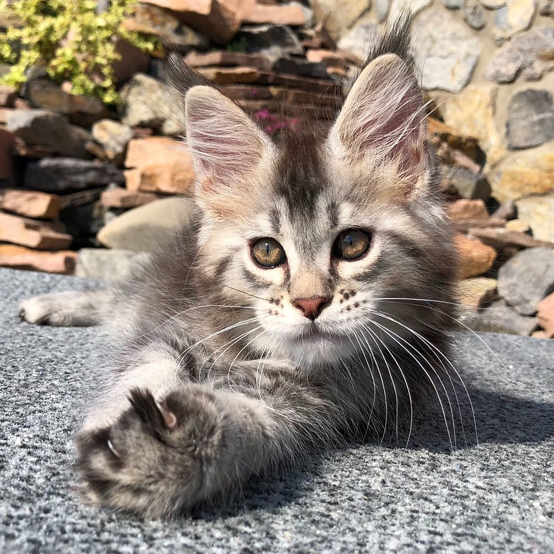 maine coon cats uk