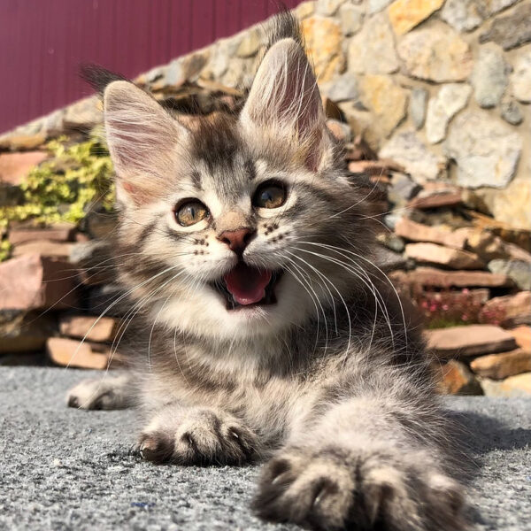 maine coon cats uk