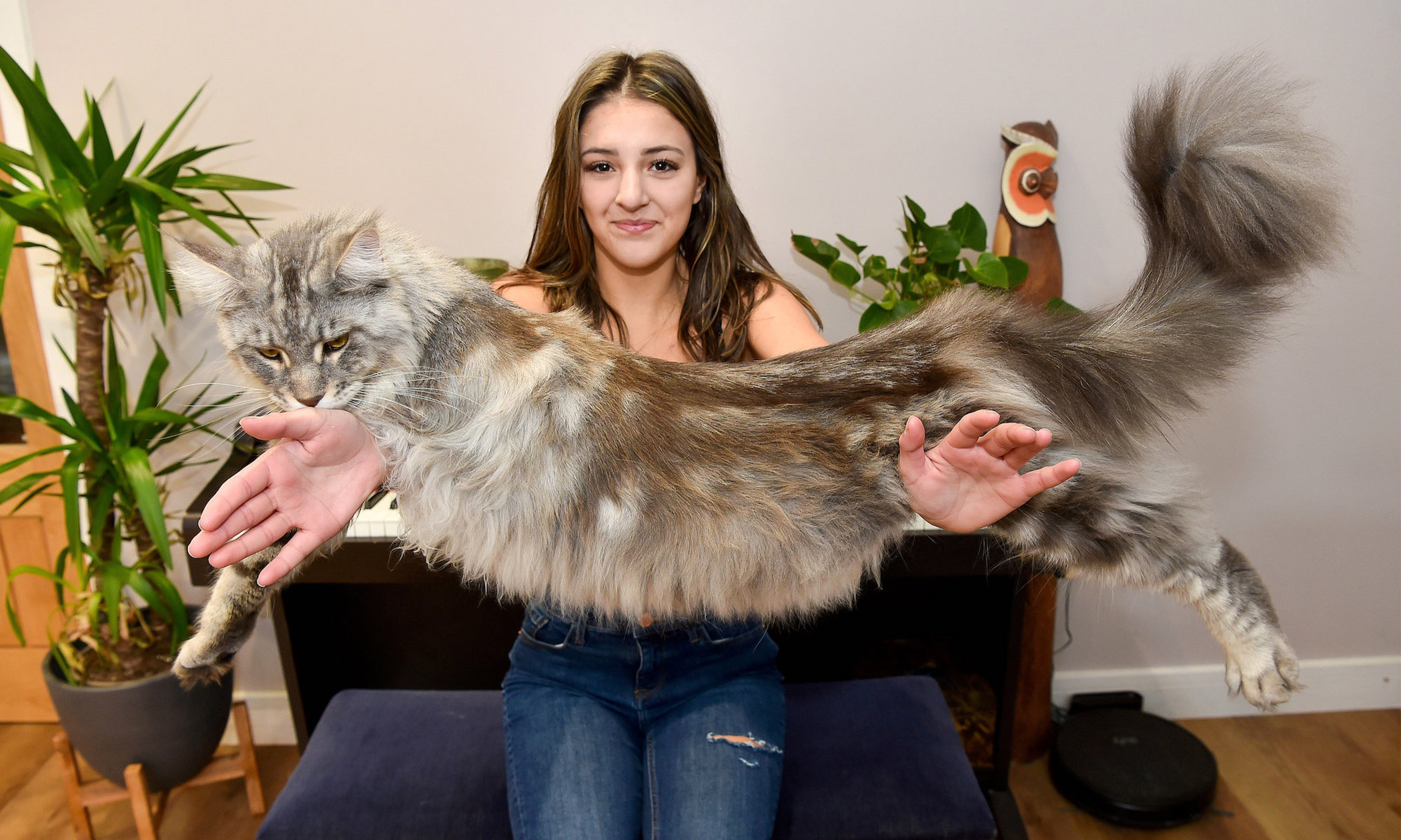 How big is a full grown Maine Coon?