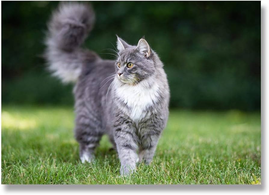 How Blue Maine Coons Gained Popularity