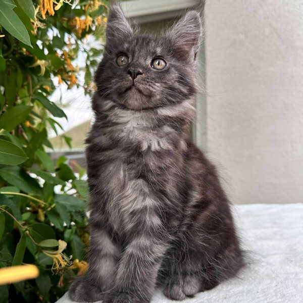 maine coon kittens for sale uk