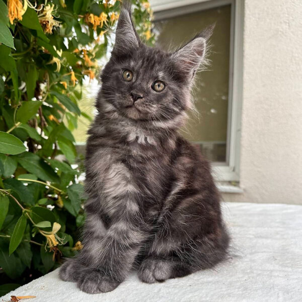 maine coon kittens for sale uk