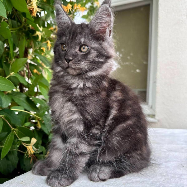 maine coon kittens for sale uk