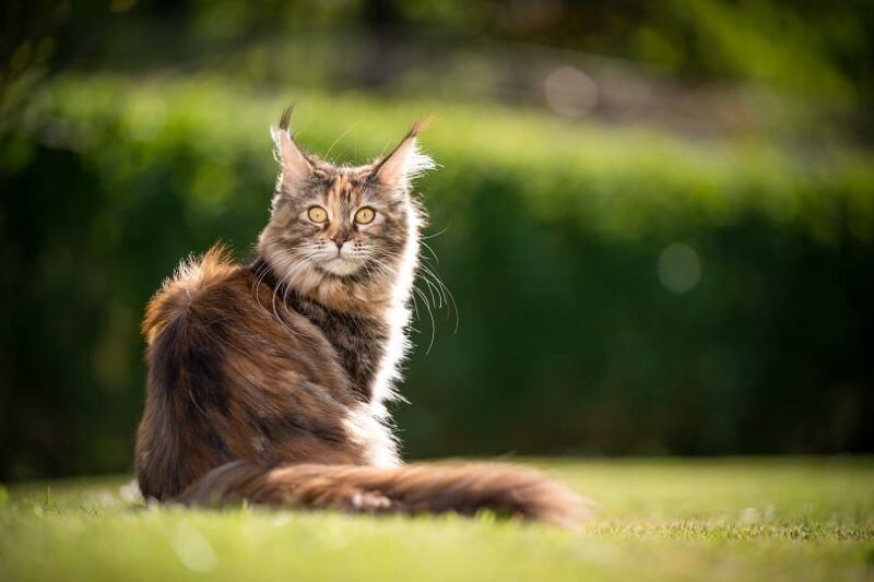 The Brown  Tabby Maine Coon Cat Color