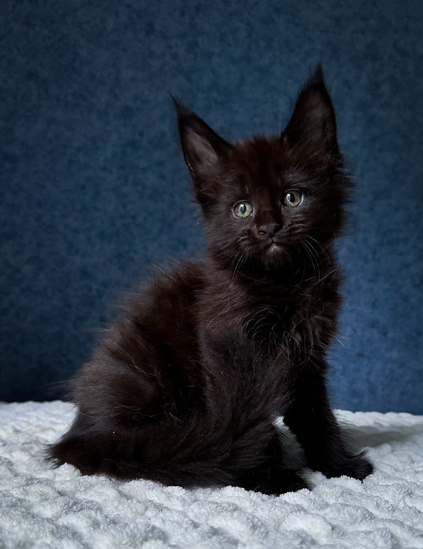 maine coon kittens uk