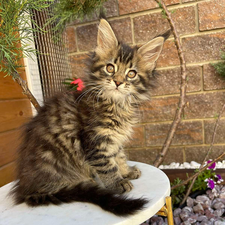 pedigree maine coon kittens sale