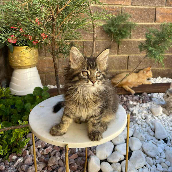 pedigree maine coon kittens sale