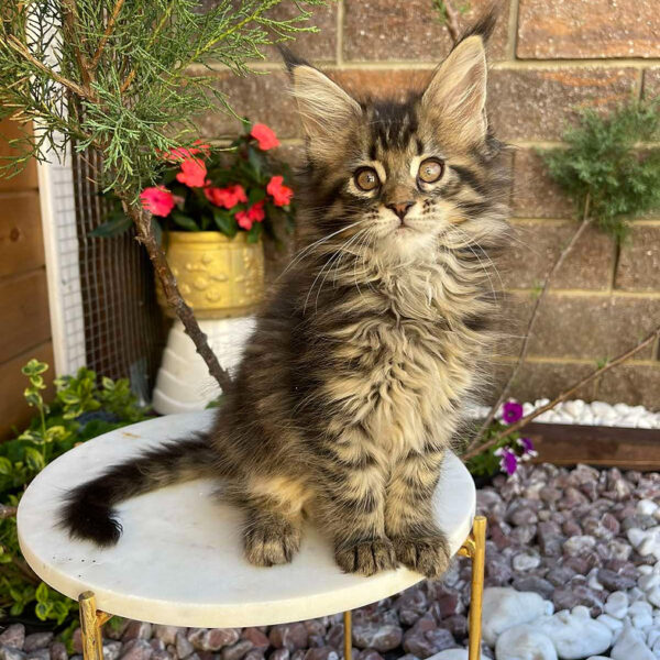 pedigree maine coon kittens sale