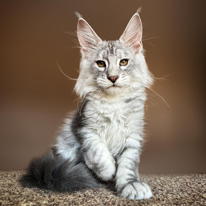 giant maine coon kittens for sale