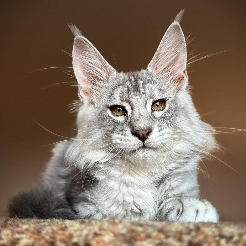 giant maine coon kittens for sale