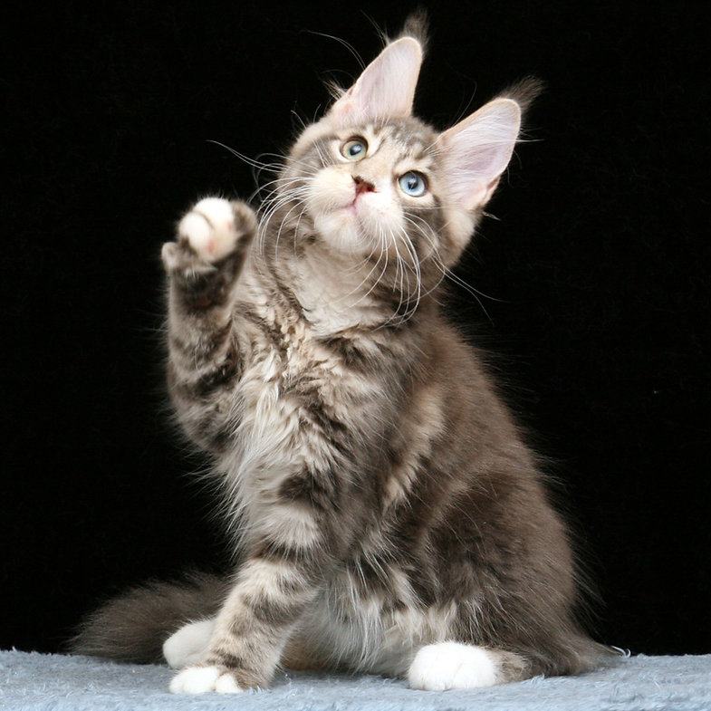 maine coon buy uk