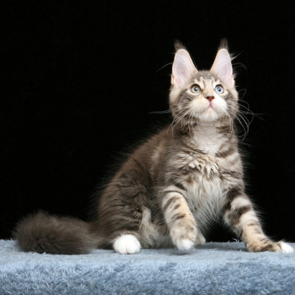 maine coon buy uk