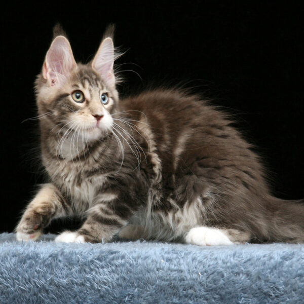 maine coon buy uk