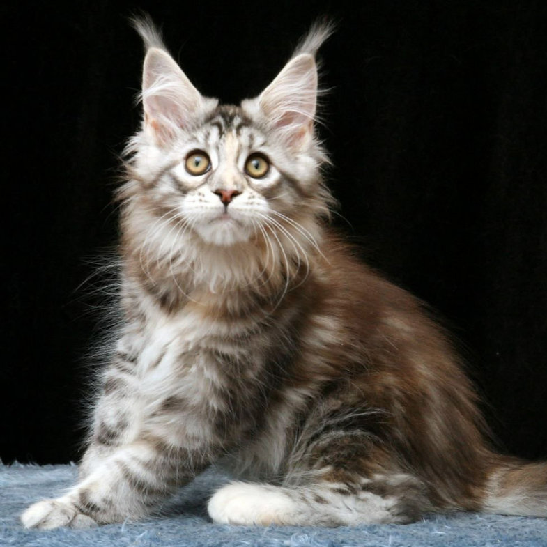 maine coon price