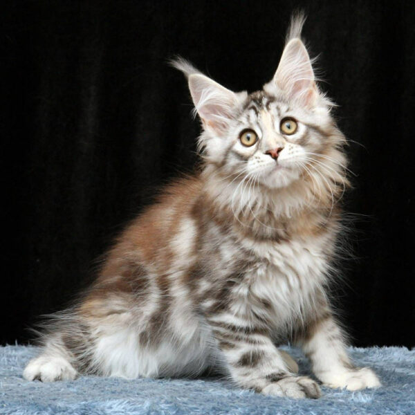 maine coon price