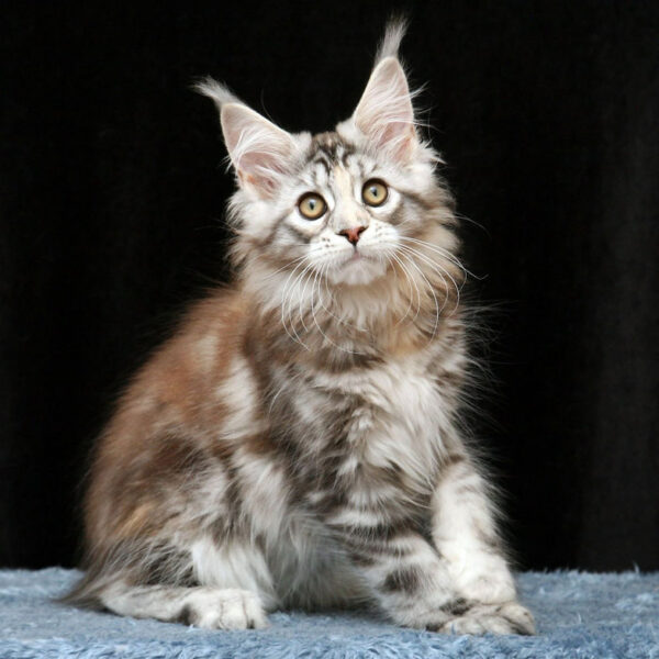 maine coon price