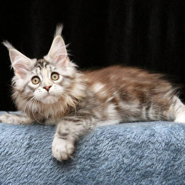 maine coon price