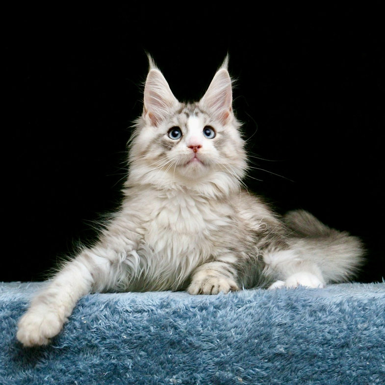 maine coon cat price